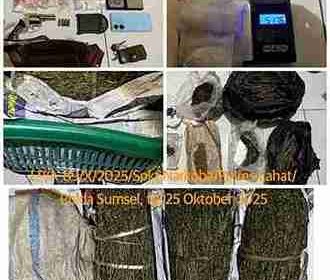 Ladang Ganja di Tengah Kebun Kopi Terbongkar, Polres Lahat Amankan Tiga Tersangka