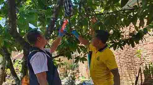 Pria di Lubuklinggau Ditemukan Tewas Tergantung di Pohon Cokelat, Diduga Gantung Diri